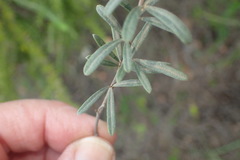 Indigofera grisophylla