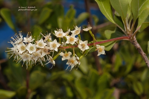 Terminalia prunioides (Terminalia prunioides)