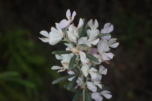 Image of Indigofera grisophylla by (c) Nicola van Berkel, some rights reserved (CC BY-SA)