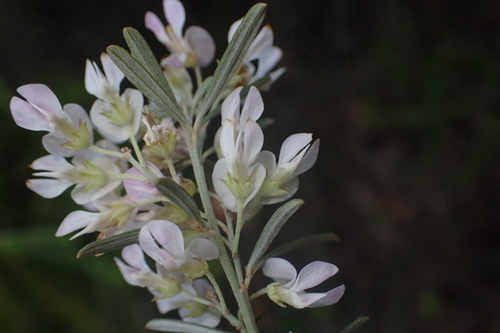 Image of Indigofera grisophylla by (c) Nicola van Berkel, some rights reserved (CC BY-SA)