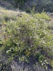 Spiraea aquilegifolia