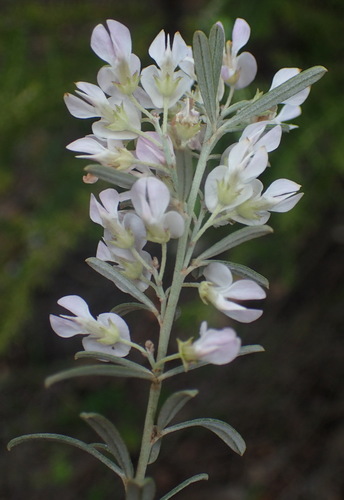 Image of Indigofera grisophylla by (c) Nicola van Berkel, some rights reserved (CC BY-SA)