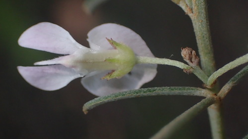 Image of Indigofera grisophylla by (c) Nicola van Berkel, some rights reserved (CC BY-SA)