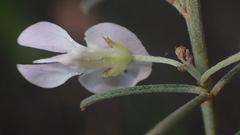 Indigofera grisophylla