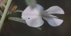 Indigofera grisophylla
