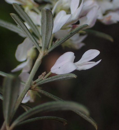 Image of Indigofera grisophylla by (c) Nicola van Berkel, some rights reserved (CC BY-SA)
