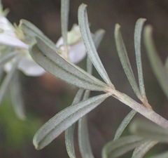 Indigofera grisophylla