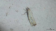 Crambus lathoniellus