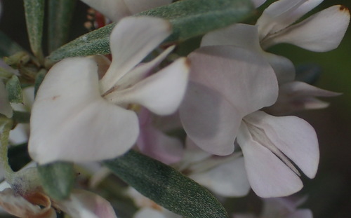 Image of Indigofera grisophylla by (c) Nicola van Berkel, some rights reserved (CC BY-SA)