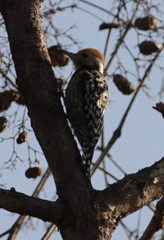 Leiopicus mahrattensis