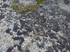 Selaginella eremophila