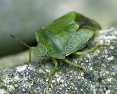 Palomena prasina