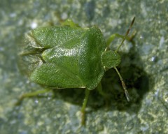 Palomena prasina