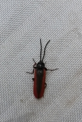 Omalisus fontisbellaquei