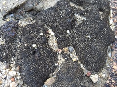 Selaginella eremophila