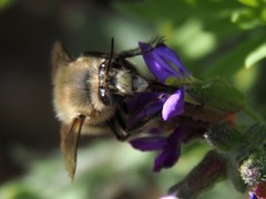 Anthophora plumipes