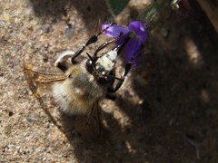 Anthophora plumipes