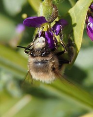 Anthophora plumipes