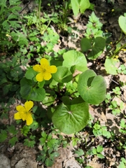 Caltha palustris