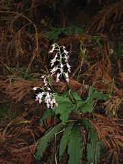 Calanthe reflexa