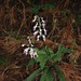 Calanthe reflexa - Photo (c) lecanorchis, some rights reserved (CC BY-NC)