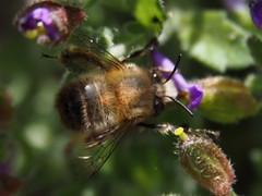 Anthophora plumipes