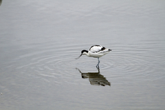 Recurvirostra avosetta