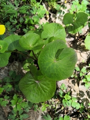 Caltha palustris