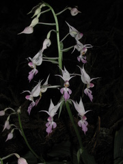Calanthe reflexa