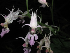 Calanthe reflexa