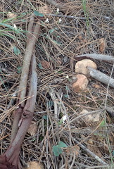 Disperis macowanii