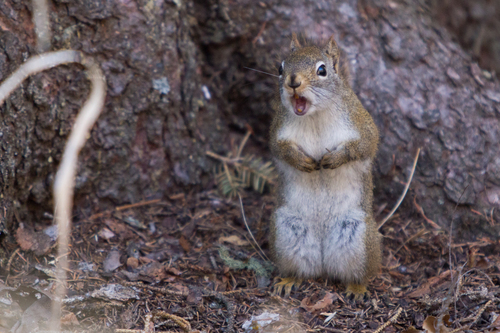 American Red Squirrel, photo 7 of 10
