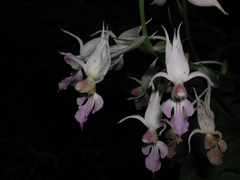 Calanthe reflexa