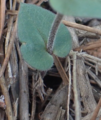 Disperis macowanii