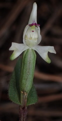 Disperis macowanii