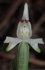 Disperis macowanii