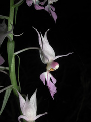 Calanthe reflexa