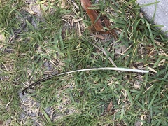 Pelecanus occidentalis