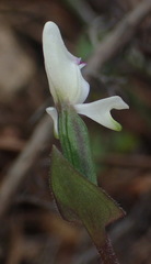 Disperis macowanii