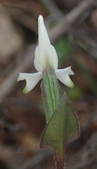 Disperis macowanii