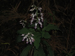 Calanthe reflexa