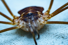 Mitopus morio