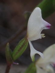 Disperis macowanii