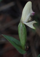 Disperis macowanii