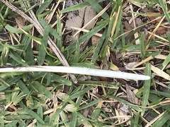 Pelecanus occidentalis