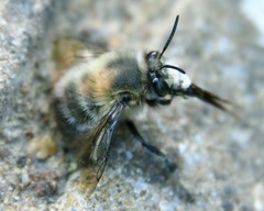 Anthophora plumipes