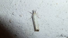 Crambus lathoniellus