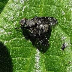 Platystoma seminationis