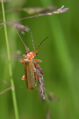 Cantharis rufa