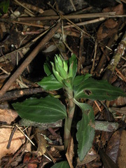 Goodyera henryi